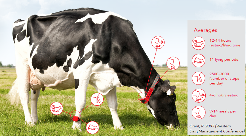 infographic-pearon-milking-technology-smarttag