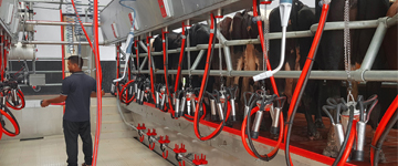 Pearson Milking Technology, Pearson Milking Machine, Rotary Milking Parlour, Milking Parlour, Pearson Rotary